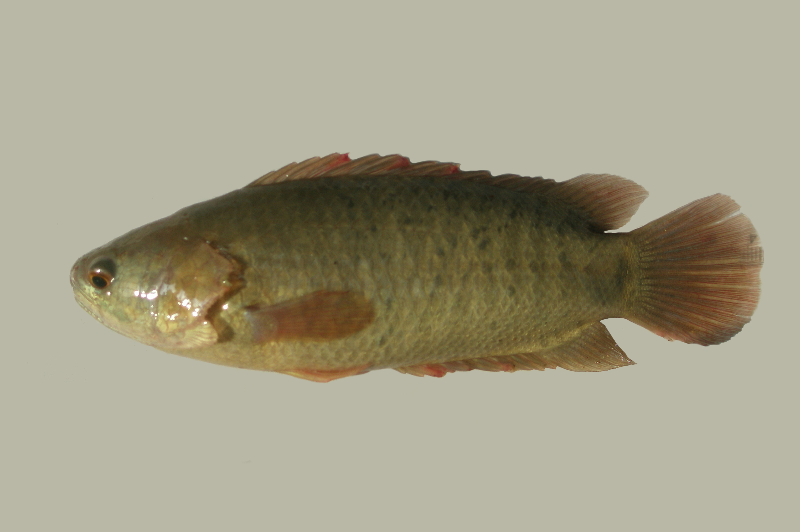  i>anabantidae /i>)是鲈形目,攀鲈亚目下一个科,包含攀鲈属,非洲攀鲈