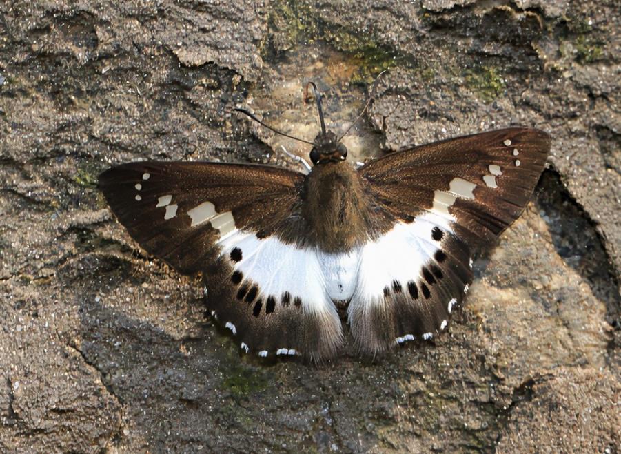  a target="_blank" href="/item/弄蝶科