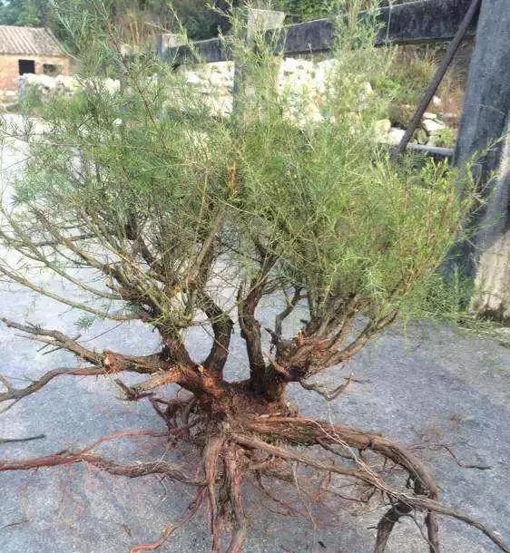 是桃金娘科岗松属的小乔木或灌木状植物.