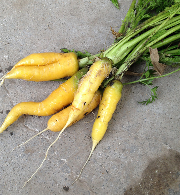  p>小顶黄胡萝卜为山西省河津市地方胡萝卜品种,根茎发黄透亮,呈长