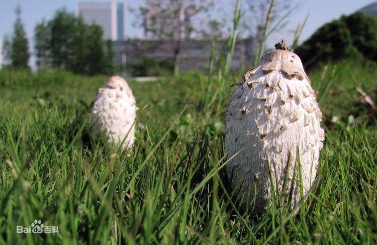  p>毛头鬼伞(学名: i>coprinus comatus /i>)是鬼伞科,鬼伞属 a