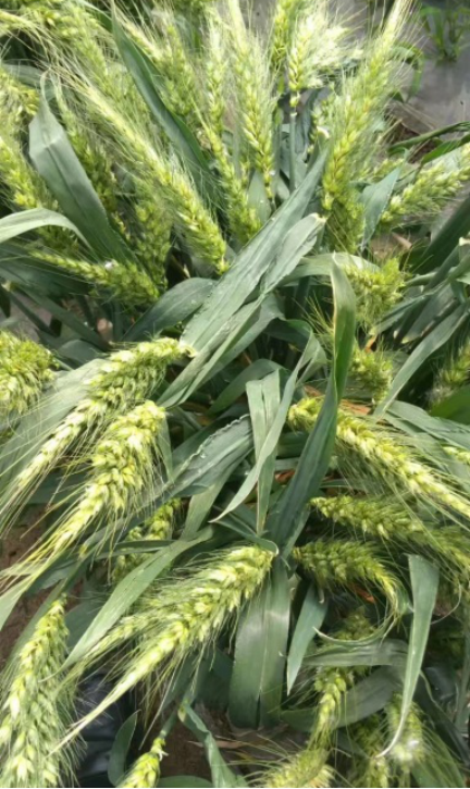 别名:多头小麦,是由程魁院长培育出来的一种新小麦品种