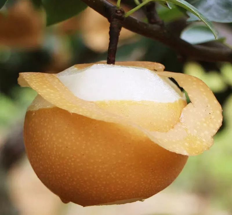 nbri5lcin">南水梨原产 a target="_blank" href="/item/日本/111617"