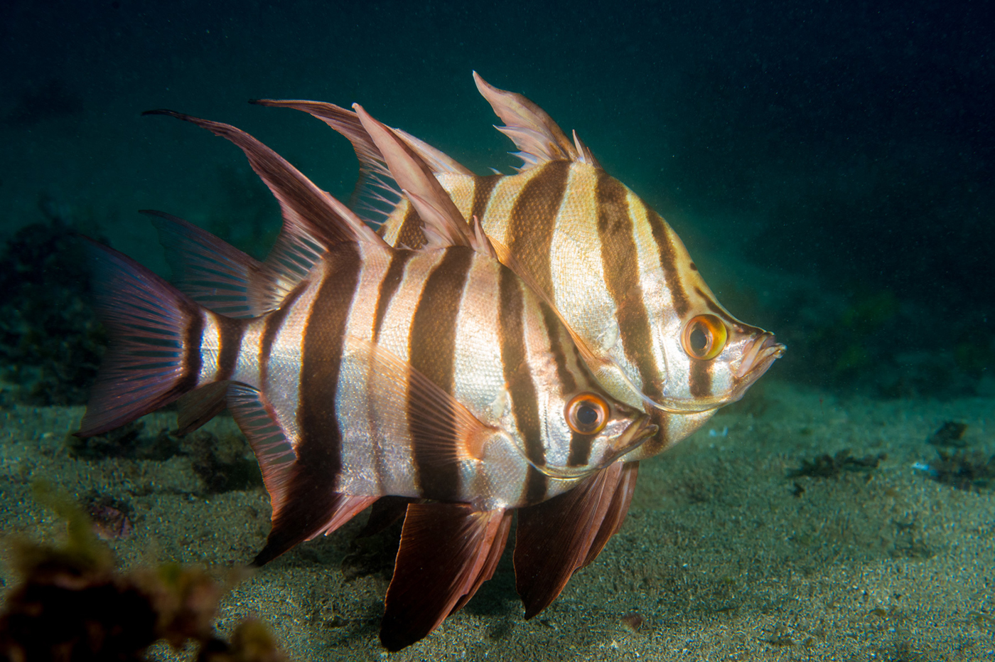  p>甲裸胸鲹是属鲈形目,鲹科的动物. /p>