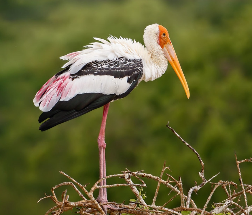 id="tzkcmdlmheie">彩鹳(学名: i>mycteria leucocephalus /i>):鹳科