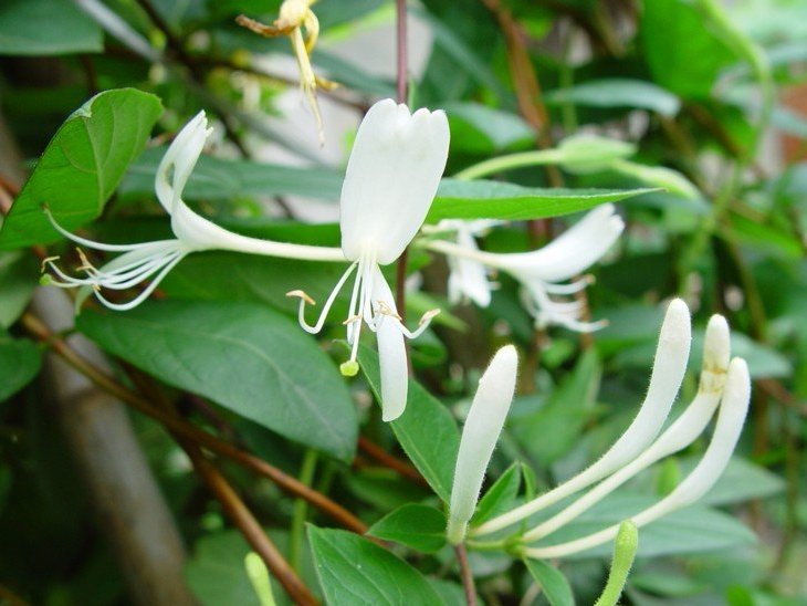 山金银花