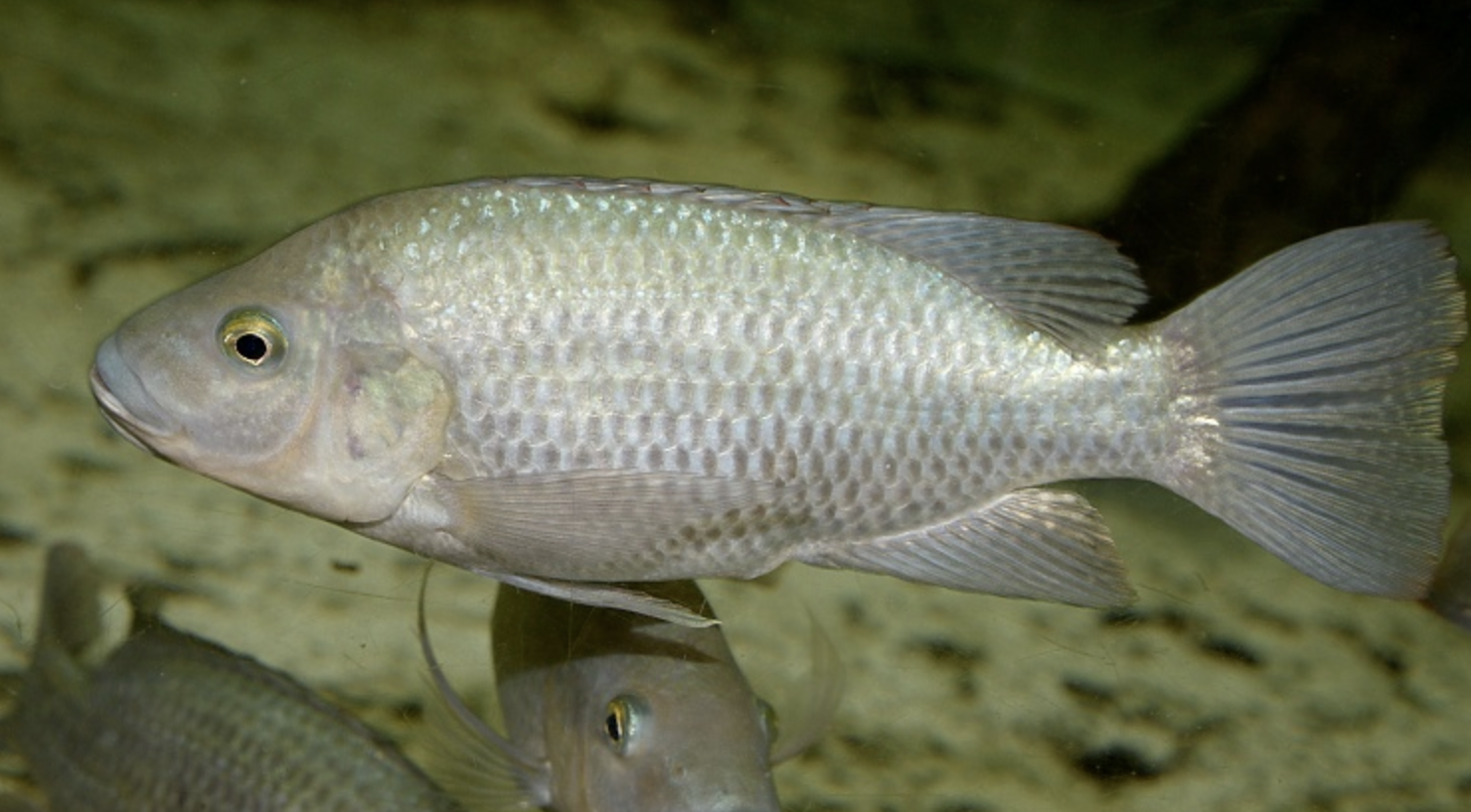 莫桑比克罗非鱼