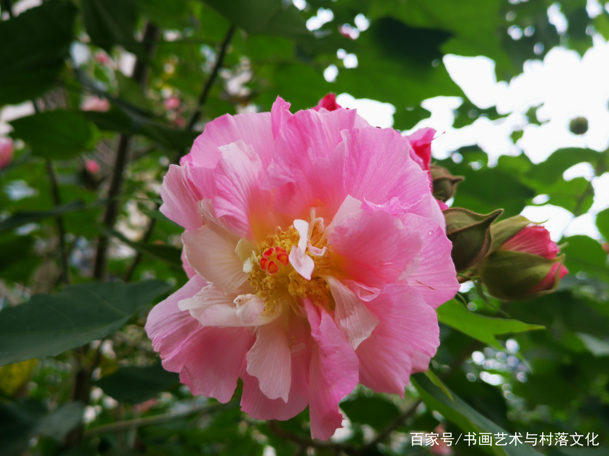 芙蓉花杂谈和芙蓉工笔花鸟画作品赏析_百科TA说