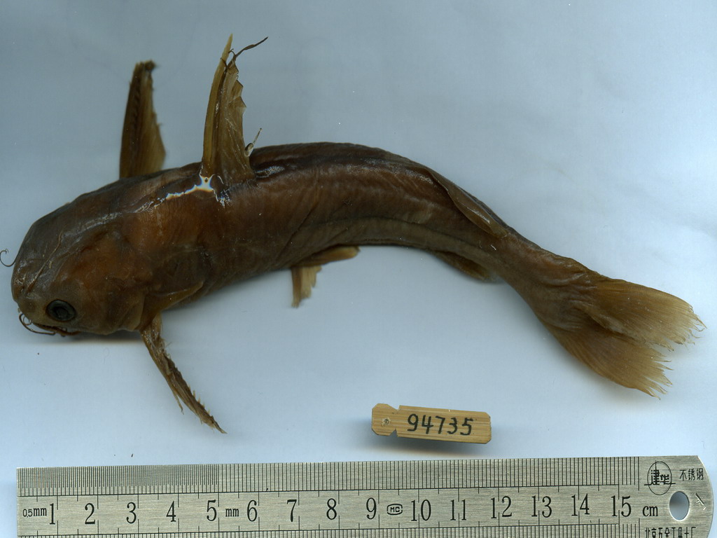  p>瓦氏黄颡鱼(学名: i>pelteobagrus vachelli /i>)是鲿科,黄颡鱼属