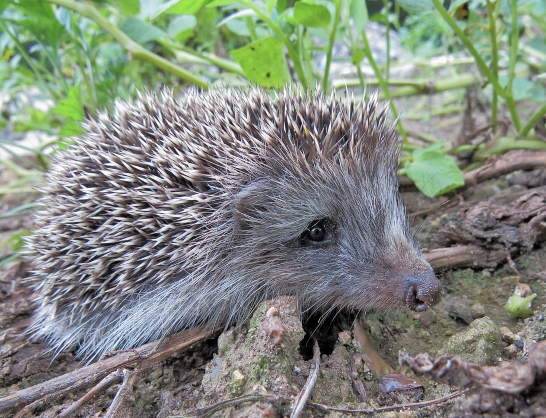 p>林猬(学名: i>mesechinus hughi /i>)是猬科,林猬属动物.