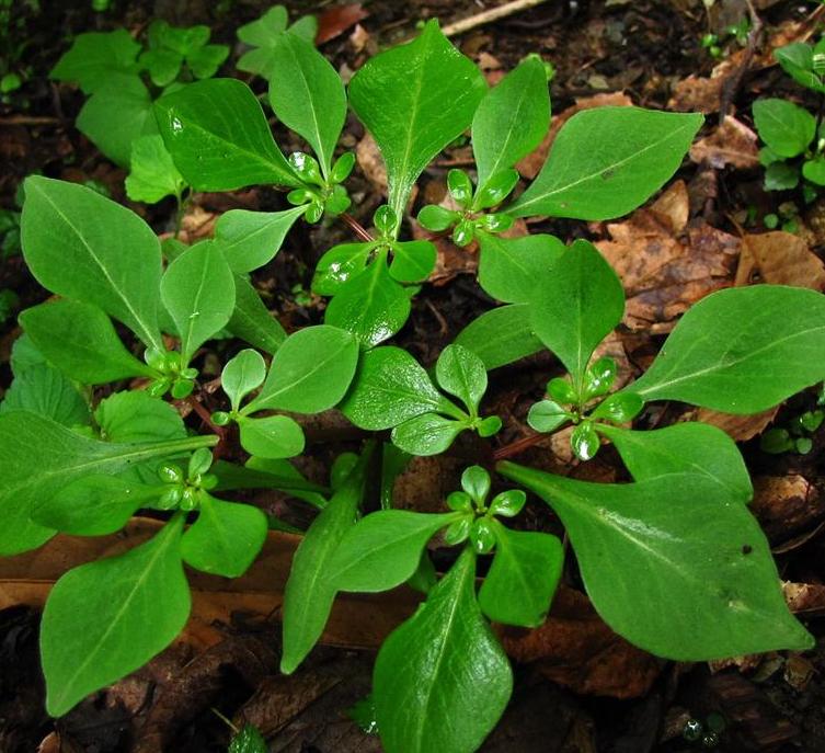  p>大苞景天(学名: i>sedum&nbsp;oligospermum /i>&nbsp