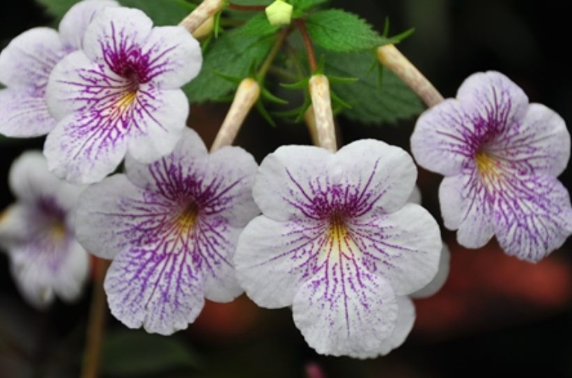 是 a target="_blank" href="/item/管状花目/2616285" data-lemmaid