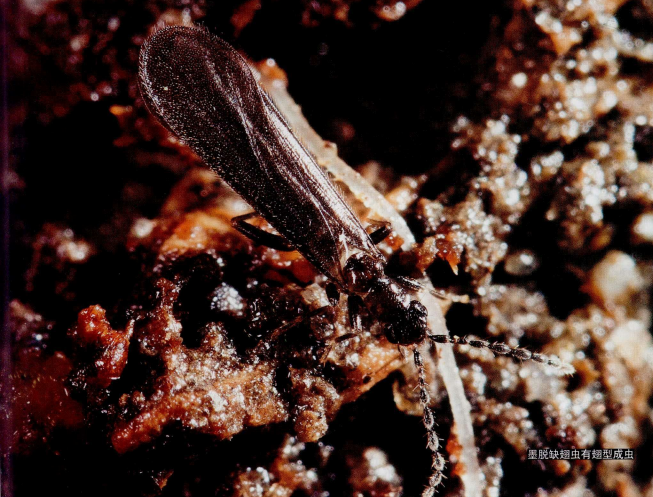 medoensis /i>)是 a target="_blank" href="/item/缺翅虫科">缺翅虫