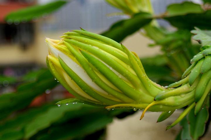 剑花：可以食用的花_百科TA说
