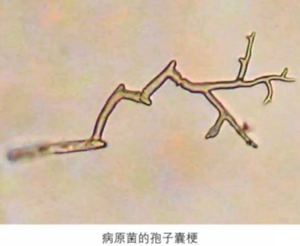  p>葫芦霜霉病是由 a target="_blank" href="/item/古巴假霜霉