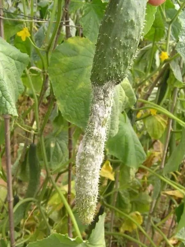 黄瓜疫病