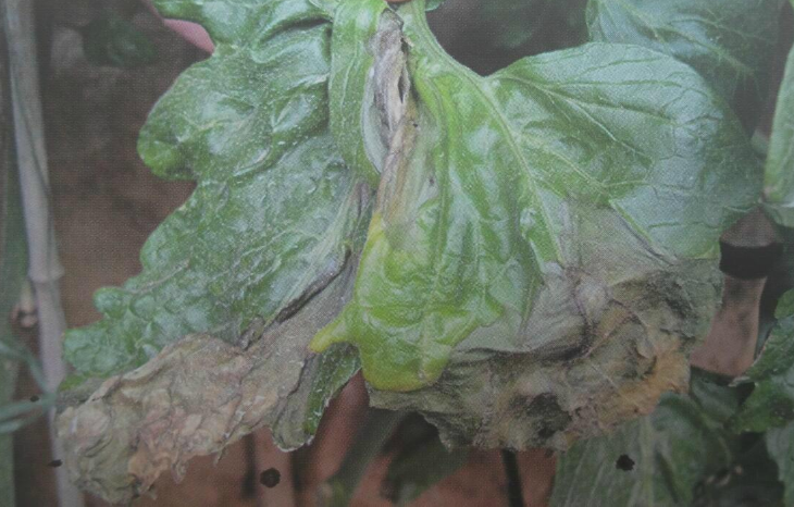 番茄菌核病