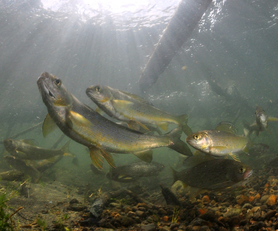  p>北极茴鱼(学名: i>thymallus arcticus /i>):是茴鱼科,茴鱼属的