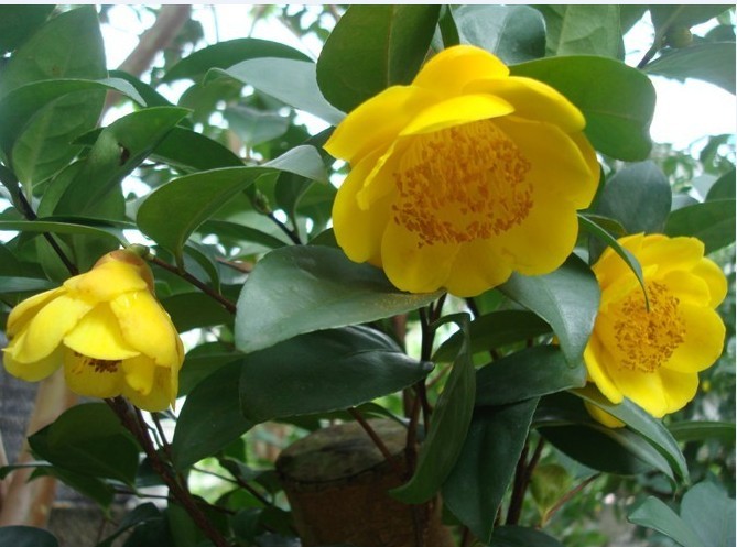 四季金花茶无性系8号