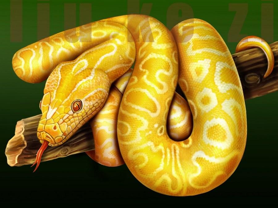 印度黄金蟒