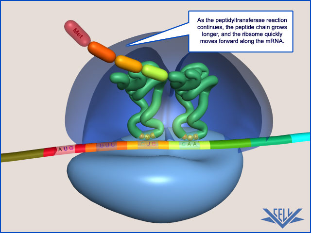  p>转运rna(transfer rna),又称传送核糖核酸, a href="#" data-lemma
