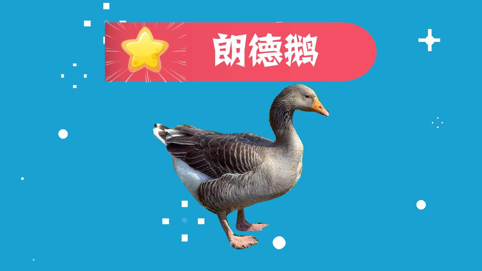 朗德鹅：世界著名的肥肝专用品种