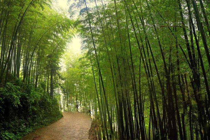  p>桃花江竹海是"中国竹子之乡"桃江县的一颗璀璨的绿宝石,是独具竹乡