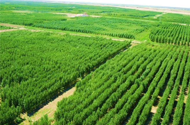 因为森林具有功能碳汇,而且通过植树造林和森林保护等措施吸收 a