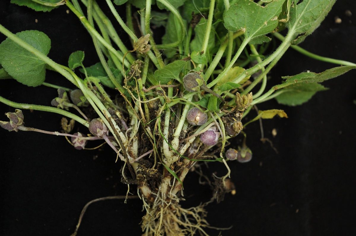 球果堇菜(球果堇菜海拔)