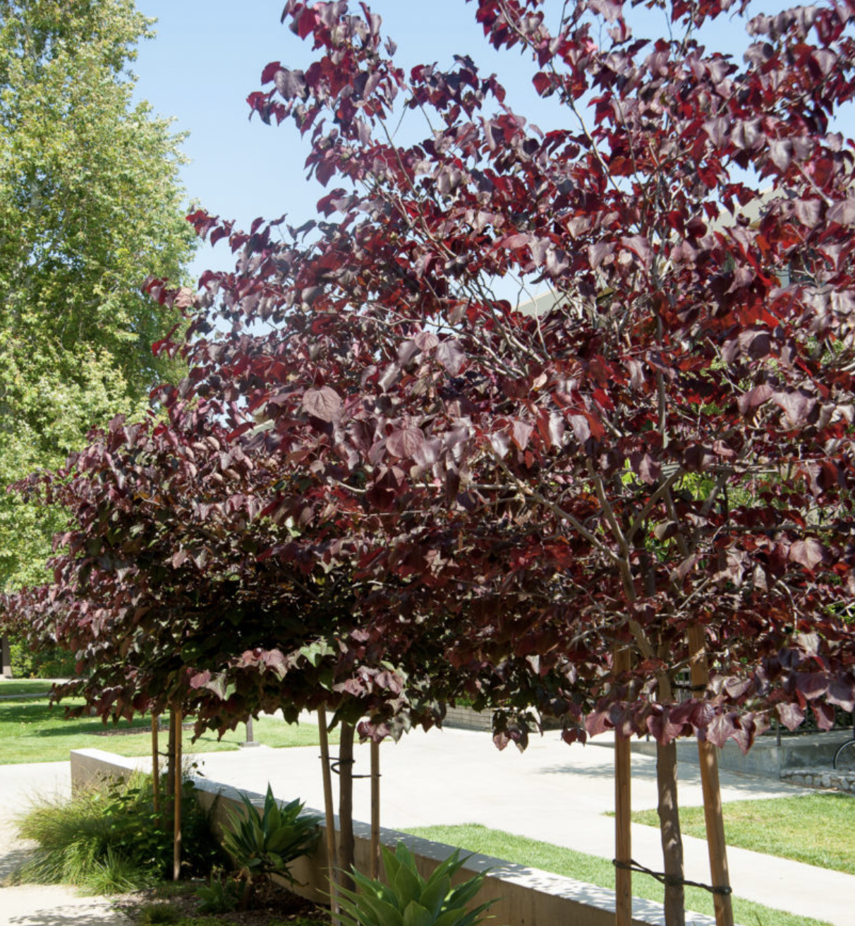 红叶加拿大紫荆