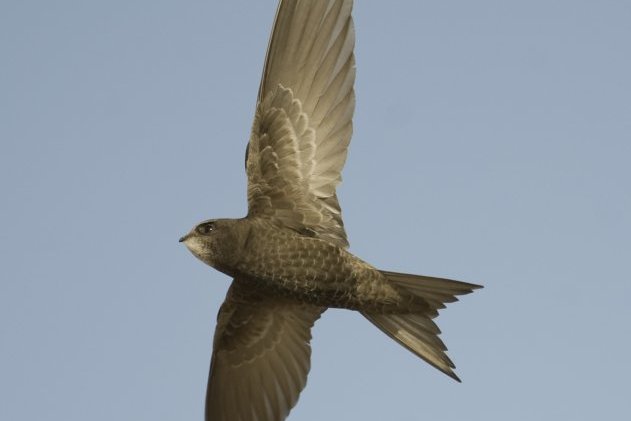 普通楼燕北京亚种