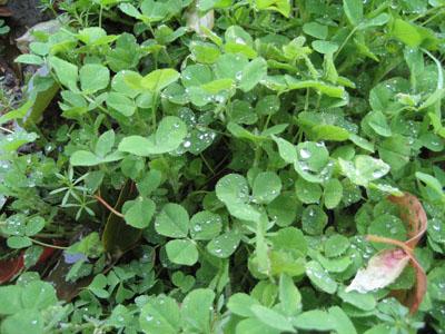  p data-id="tasvpglaupix">草头是豆科苜蓿属一,二年生小草本植物.