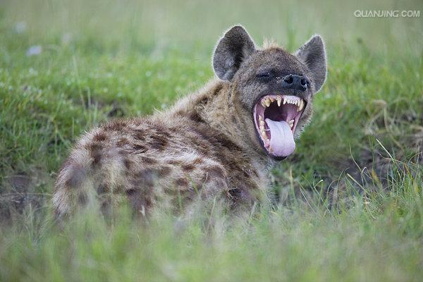  p>斑鬣狗(学名: i>crocuta crocuta /i>):又名斑点鬣狗,体长约95-160