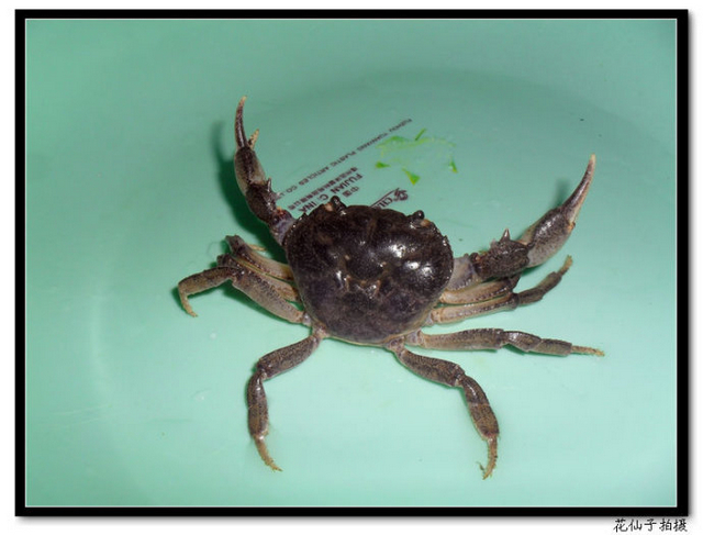 锯齿华溪蟹