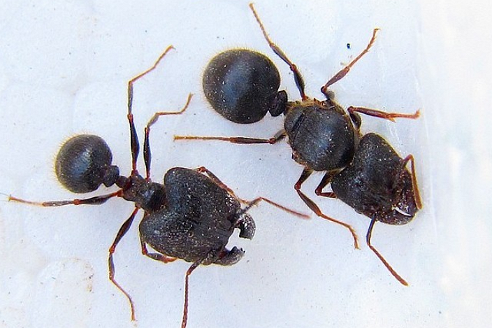  p>罗夫顿大头蚁主要分布于我国广西,云南等热带和亚热带地区.