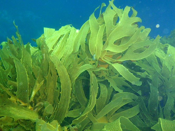 kelp forest