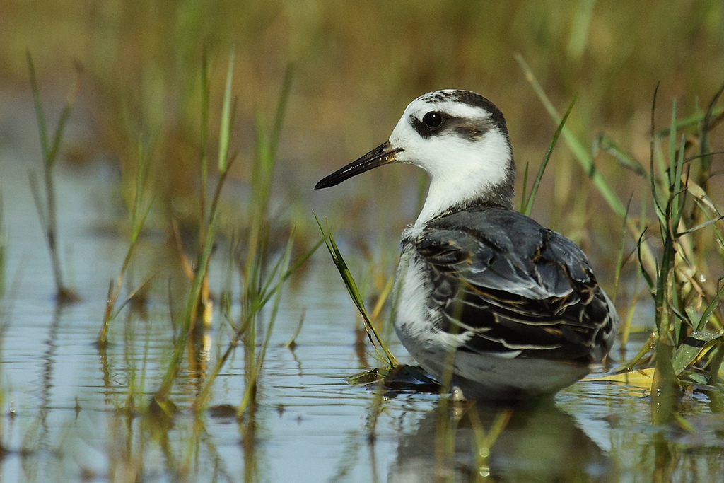 小型水鸟,体长20-24厘米.