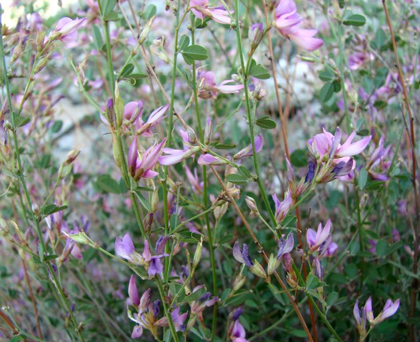  p>铁鞭草,中药名.