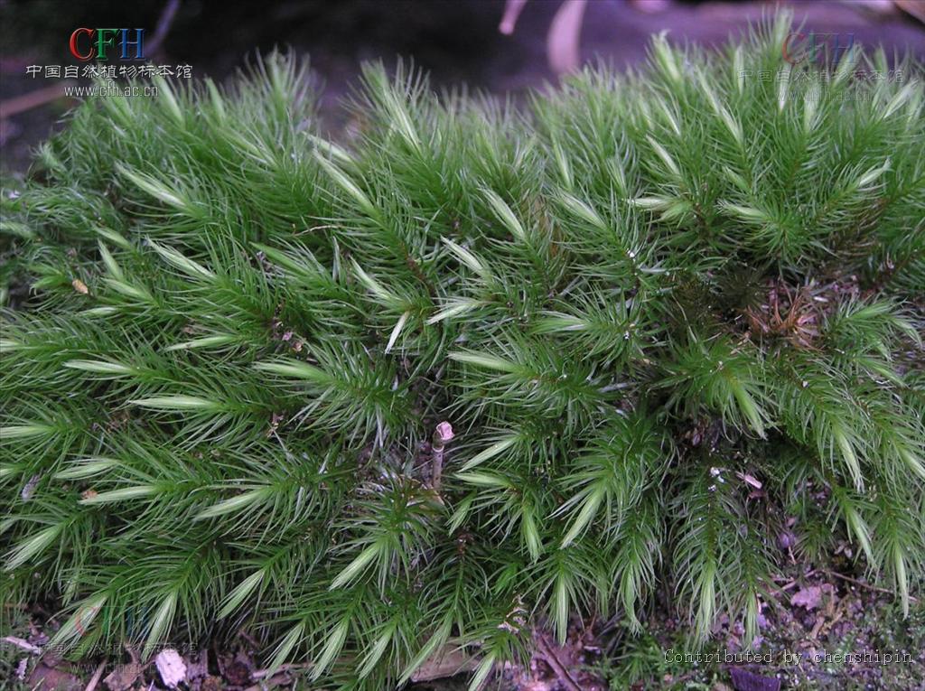  p>镰刀藓藓丛柔弱,黄绿色或深绿色.植物体粗大,绿色或棕黄绿色.