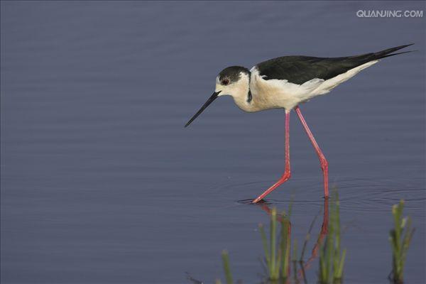  p>黑颈长脚鹬(学名: i>himantopus mexicanus /i>)是一种修长的黑白