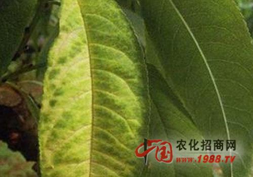 桃潜隐花叶病