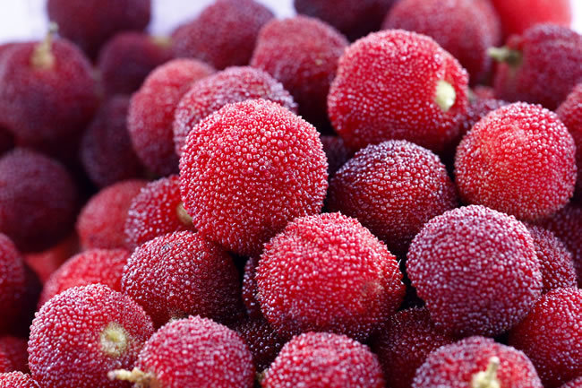  p>舟山晚稻杨梅,浙江省舟山市特产,全国农产品地理标志.