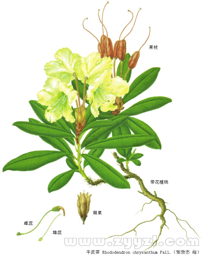  p>暗叶杜鹃(学名: i>rhododendron amundsenianum /i> hand.-mazz.