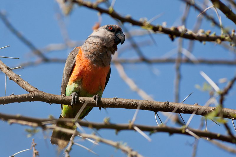  p>红腹鹦鹉(学名: i>poicephalus rufiventris /i>)仅有2个 a href="
