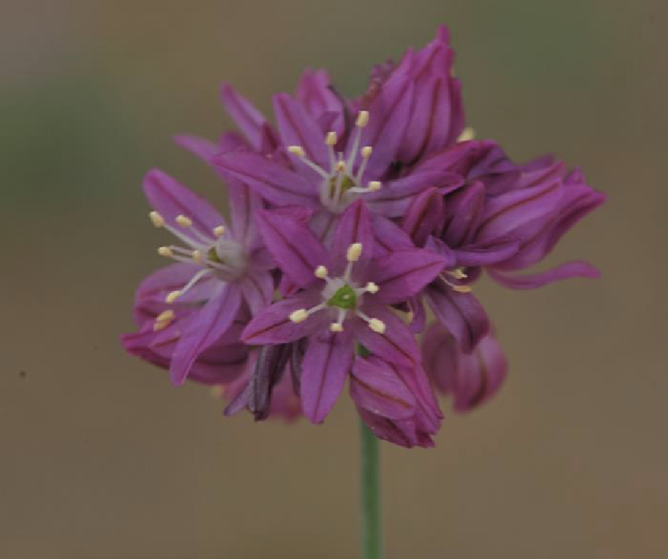  p>蒙古韭(学名: i>allium mongolicum /i> regel)是百合科葱属植物.