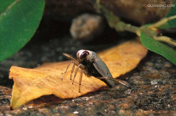水生昆虫