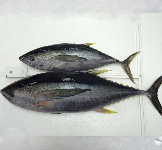  p>黄鳍金枪鱼(学名: i>thunnus albacores /i>)是鲭科,金枪鱼属下的