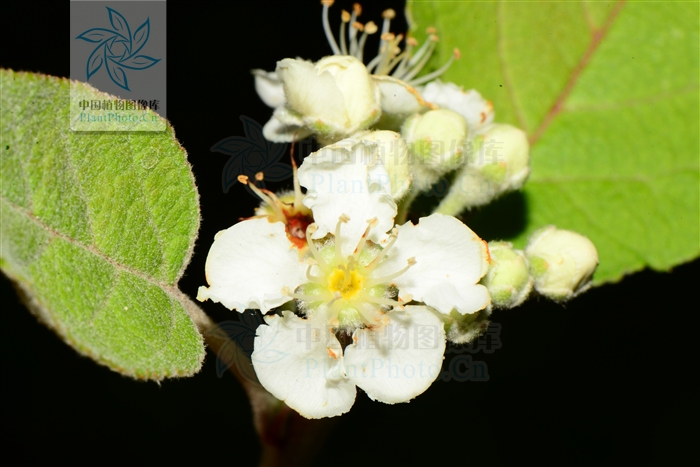  p>沧江海棠(学名: i>malus /i>  i>ombrophila /i> hand.-mazz.