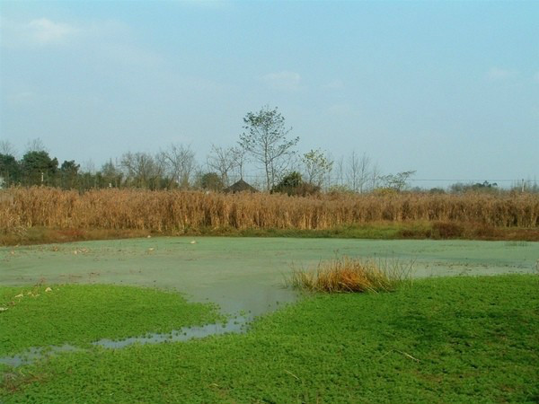 郫县云桥湿地公园