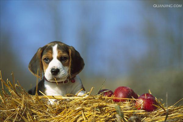  p>米格鲁猎兔犬又称为"比格犬",是世界名犬犬种之一,在分类上属于